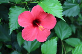 扶桑花