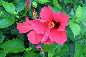 扶桑花