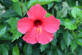 扶桑花