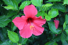 扶桑花