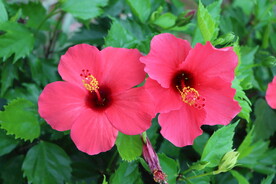 扶桑花