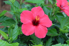 扶桑花