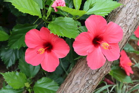 扶桑花