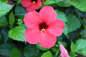 扶桑花