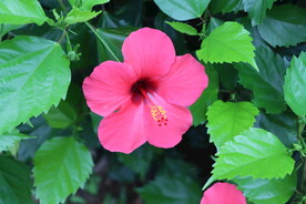 扶桑花