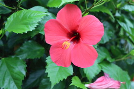 扶桑花