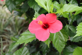 扶桑花