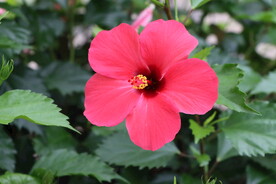 扶桑花