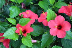 扶桑花