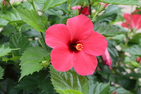 扶桑花