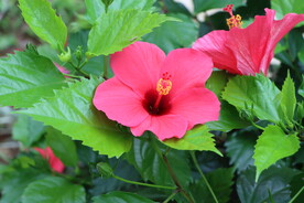 扶桑花