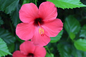 扶桑花