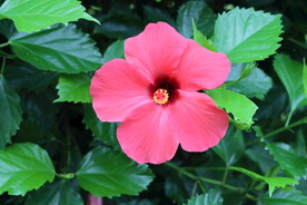 扶桑花