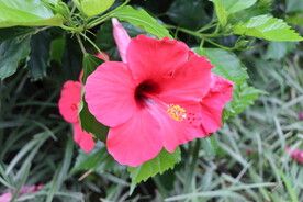 扶桑花