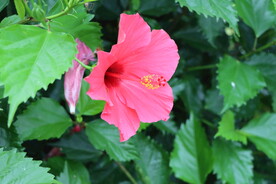 扶桑花