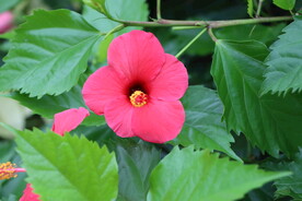 扶桑花