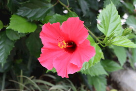 扶桑花