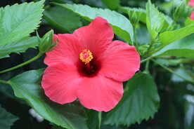 扶桑花