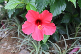 扶桑花