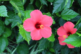 扶桑花