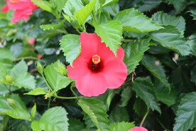 扶桑花