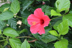 扶桑花