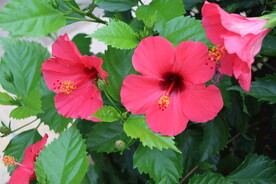 扶桑花