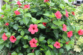 扶桑花
