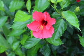 扶桑花