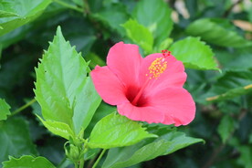 扶桑花