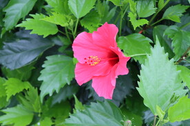 扶桑花