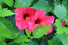 扶桑花