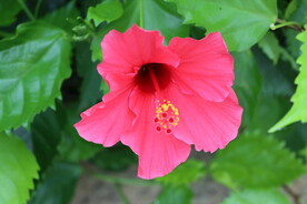 扶桑花