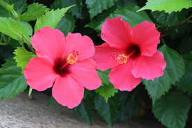 扶桑花