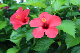 扶桑花