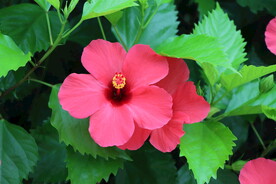 扶桑花