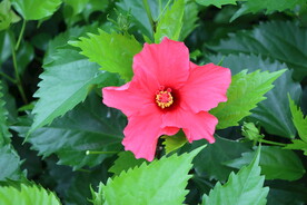 扶桑花