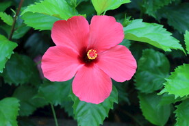 扶桑花