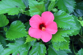 扶桑花