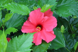 扶桑花