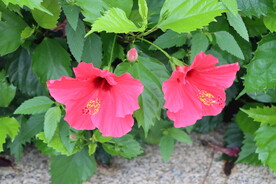 扶桑花