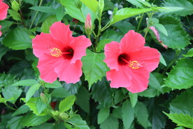 扶桑花