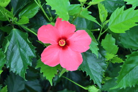 扶桑花