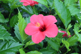 扶桑花