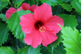 扶桑花