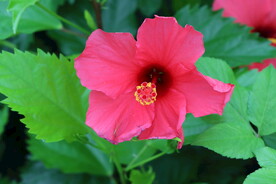 扶桑花