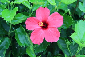 扶桑花