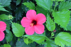 扶桑花