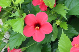 扶桑花