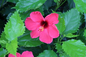 扶桑花